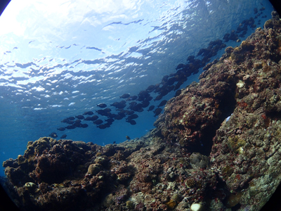 海の生き物
