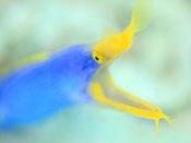 海の生き物