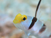 海の生き物