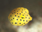 海の生き物