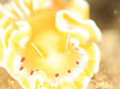 海の生き物