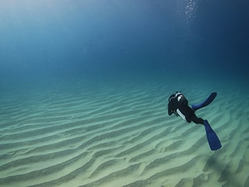 海の生き物