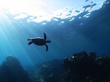 海の生き物