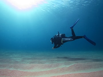 海の生き物
