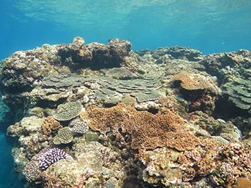 海の生き物