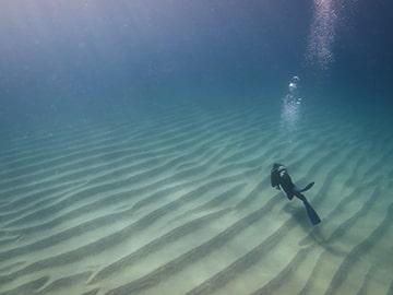 海の生き物