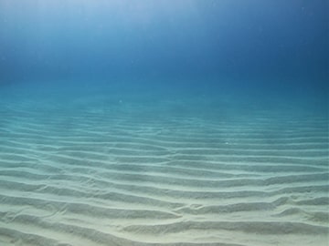 海の生き物