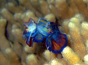 海の生き物