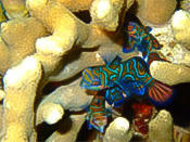 海の生き物