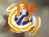 海の生き物