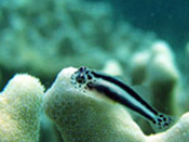 海の生き物