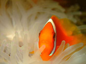 海の生き物