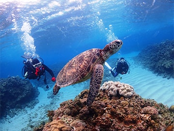 海の生き物