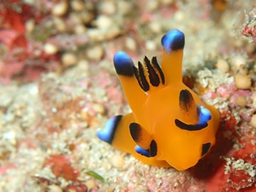 海の生き物