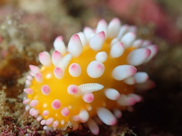 海の生き物