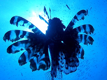 海の生き物