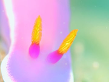 海の生き物