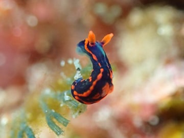 海の生き物